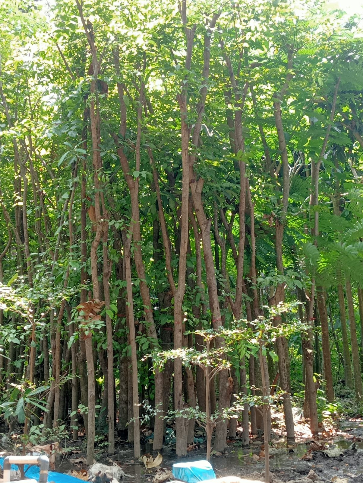 Angsana