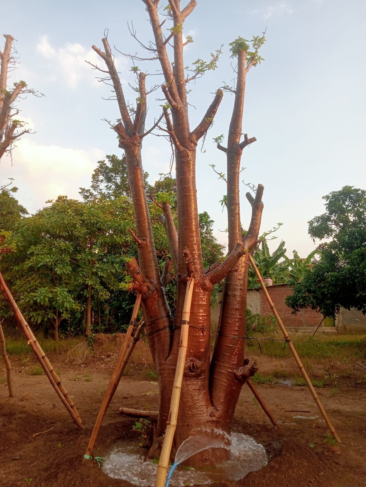 Baobab