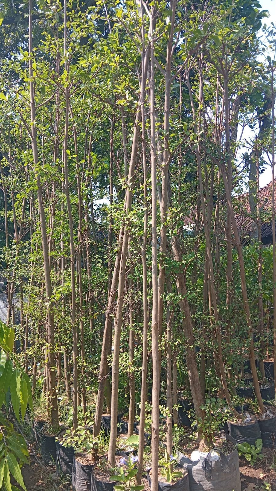 Ketapang Kencana