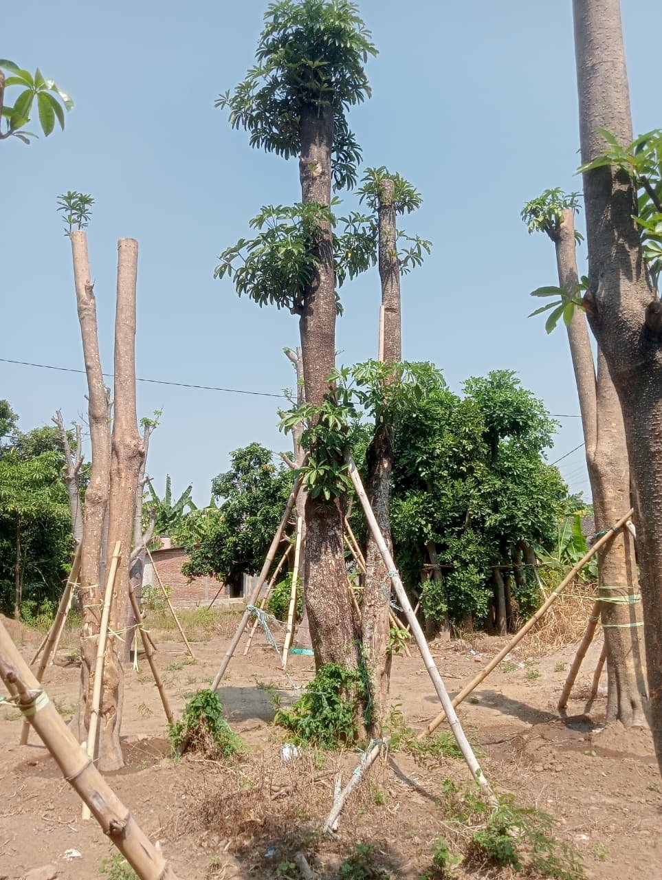 Pohon Pule