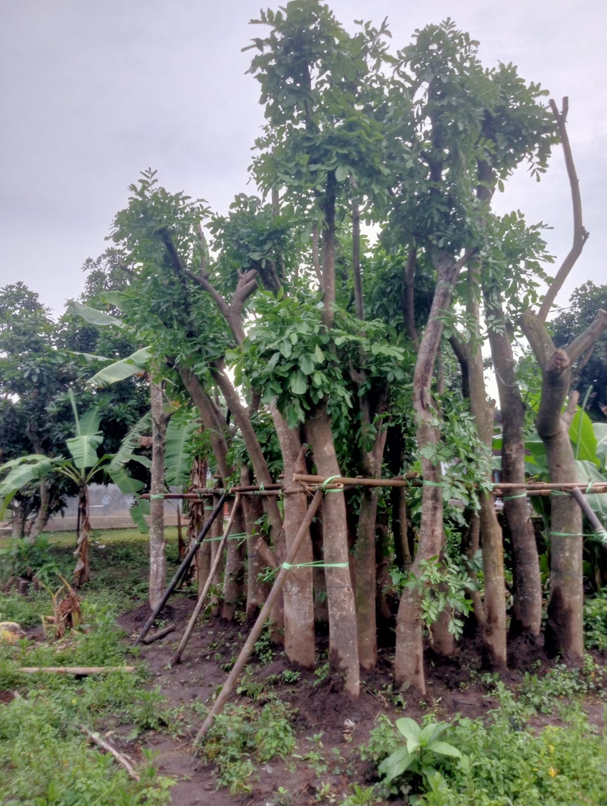 Kigelia