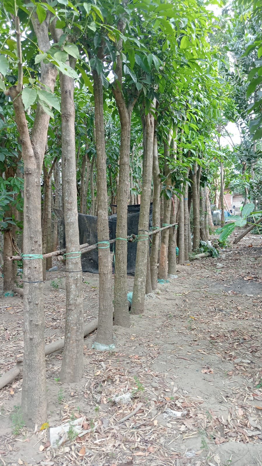 Tabebuya