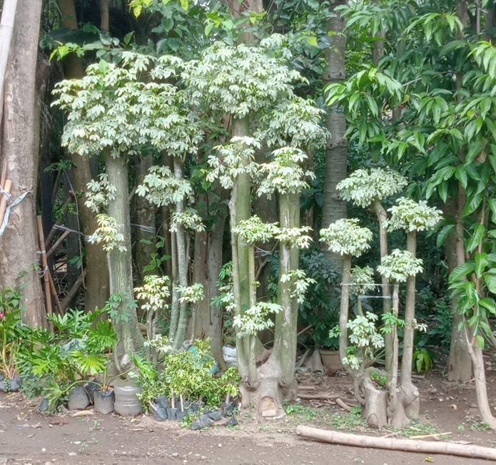 Bonsai
